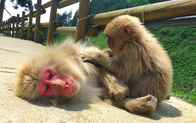 monkey grooming