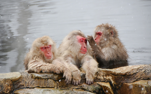 monkey in hot spring